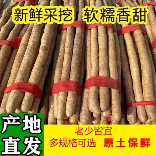 新鲜铁棍山药小白嘴山药铁杆淮山药新鲜山药轻微带土粉糯香甜直发