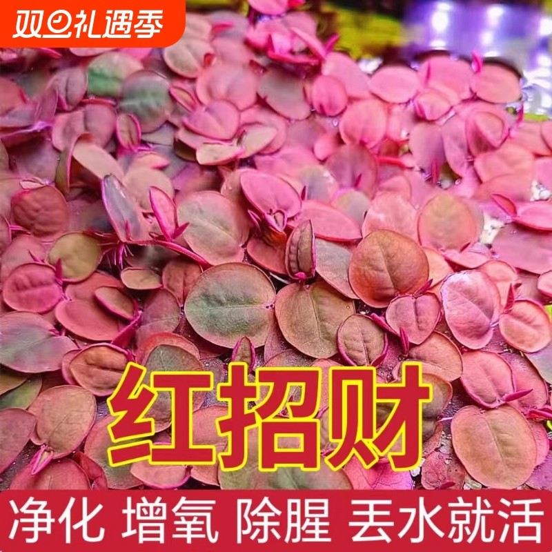 红毛丹浮萍水浮莲水草生植物池塘鱼缸造景养殖净化水质水培红套餐