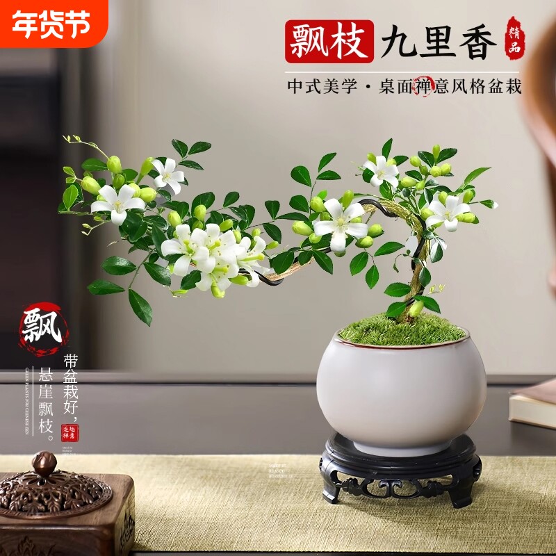 飘枝九里香盆景七里香造型盆栽禅意桌面茶几室内小绿植摆件好养活