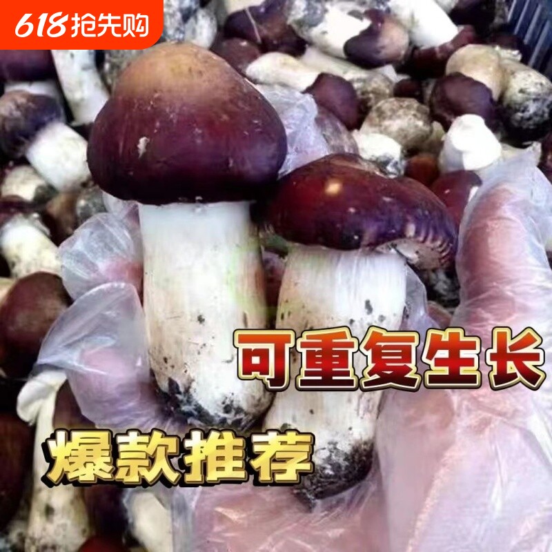 大球盖菇  赤松茸菌包菌种 蘑菇菌包 食用菌菌种家庭蘑菇盆栽阳台