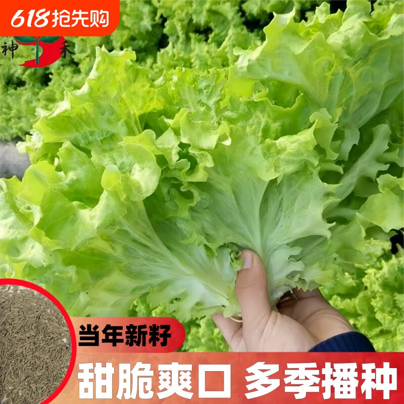 甜脆玻璃生菜种子阳台多季盆栽莱种蔬菜孑菜籽高产白菜茼蒿沙拉