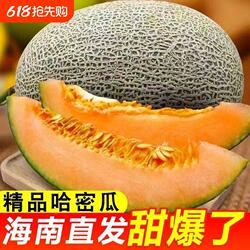 正宗哈密瓜当季新鲜水果甜一整箱包邮现摘网纹瓜老汉瓜西州蜜