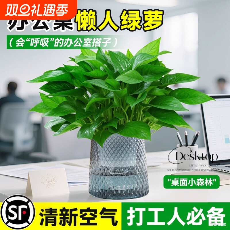 绿萝盆栽室内可水培净化空气绿植