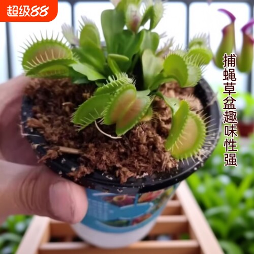 捕蝇草盆栽食虫植物驱蚊草苗多肉植物猪笼草食人花绿植花室内驱虫