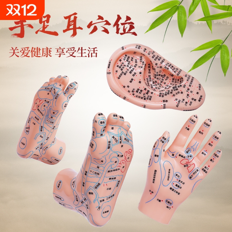 手部足部耳部穴位按摩针灸模型