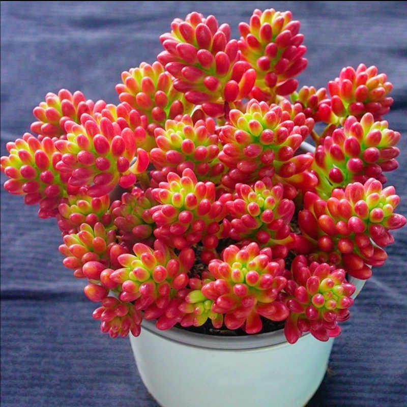 虹之玉锦多肉植物转运珠室内花卉盆栽净化空气红色肉肉新手好养活