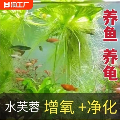 龟缸鱼缸造景植物水培新手套餐懒人前中后景阴性浮萍水草水芙蓉