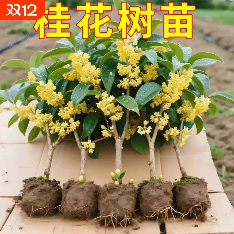 【四季开花】四季桂花树苗盆栽花卉阳台八月桂金桂浓香型耐寒地栽