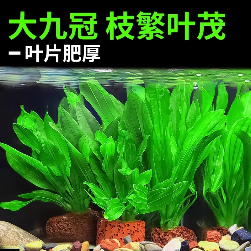 大叶九冠水草植物鱼缸造景阴性水培植物净化水质迷你绿九冠水草