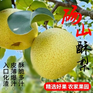 砀山酥梨贡梨品质百年老树果实果大核小脆甜多汁现摘现发产地直销