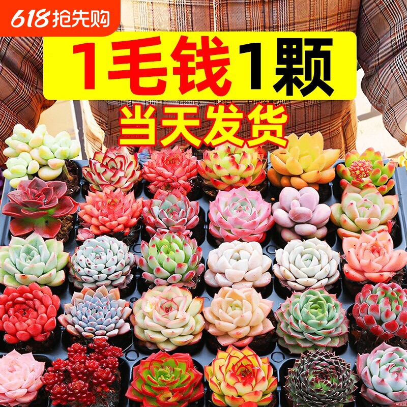 多肉植物室内盆栽大颗好养精品罕见品种名贵老桩玉露法师阳台客厅