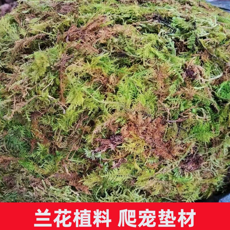 天然干苔藓青苔蝴蝶兰花石斛育苗高压营养土水苔乌龟冬眠垫材椰土