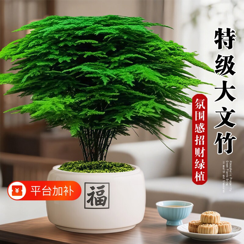 大文竹盆栽花卉老桩植物客厅中式禅意好养绿植办公室内桌面小盆景