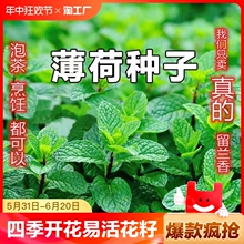 薄荷可食用种子室内小盆栽猫薄荷驱蚊植物阳台四季种植种籽除虫