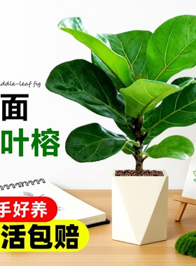 琴叶榕盆栽室内大叶植物办公室工位桌面绿植四季好养花卉小型盆景