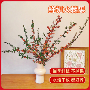 鲜切小冬青火棘果火把果枝条花期长水养鲜花办公家用插花云南直发