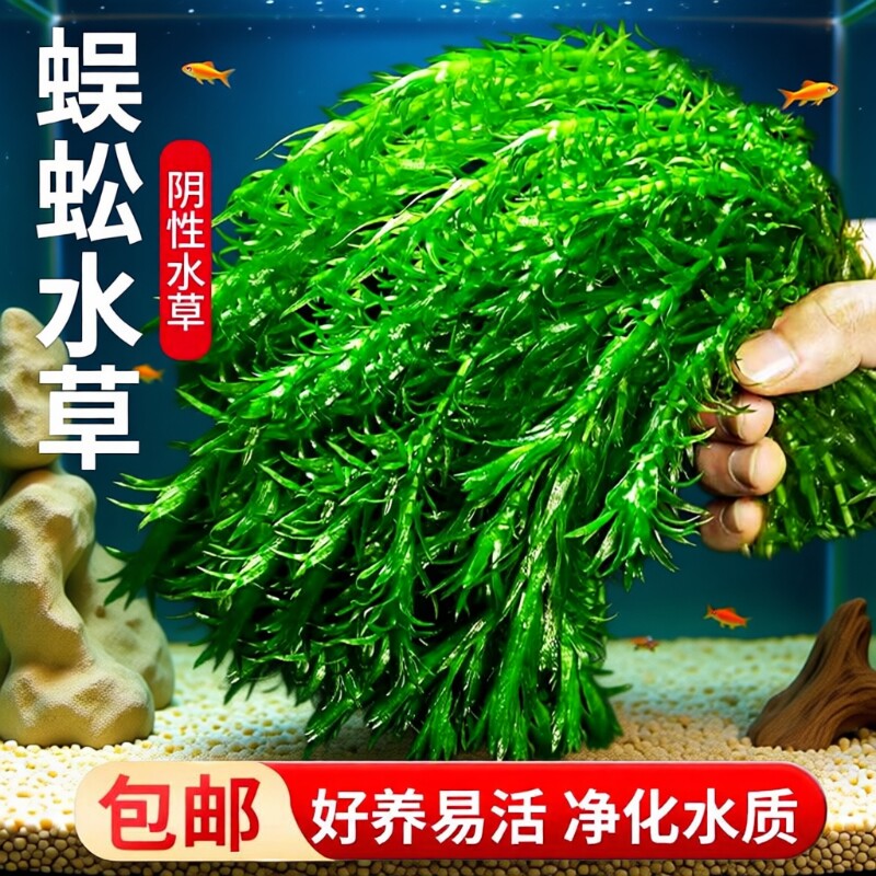 净水蜈蚣草水草植物鱼缸造景专用鱼草缸新手养鱼绿菊阴性后景绿植