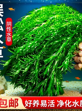净水蜈蚣草鱼缸水草造景后景草