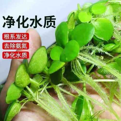 浮萍圆心萍水培绿植庭院办公室鱼虾龟缸造景漂浮水草苹果萍真草