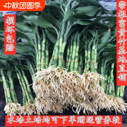 带根富贵竹水培植物水养水竹
