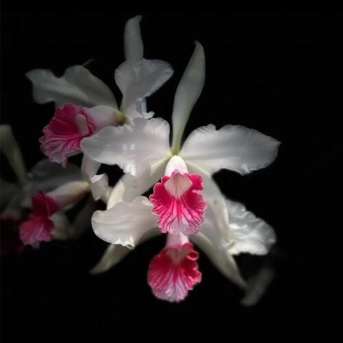 新品大花卡特兰花基地特价网红洋兰大苗室内阳台好养花卉绿植盆栽