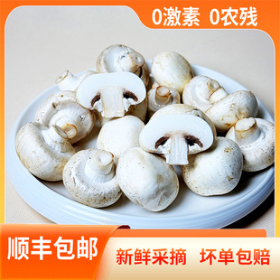 顺丰包邮双孢菇新鲜采摘菌菇口蘑白蘑菇0农残0激素