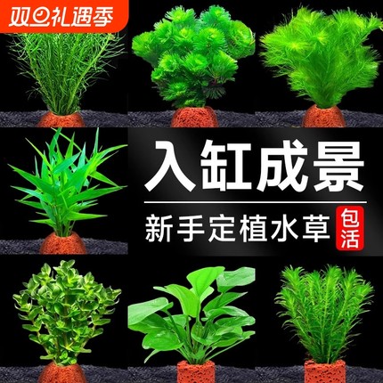 火山石水草植物鱼缸造景专用水培阴性蜈蚣草绿菊真草增氧绿植摆件