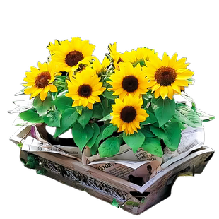 观赏矮向日葵种子太阳花葵花籽子盆栽四季重瓣花种玩具熊植物种植