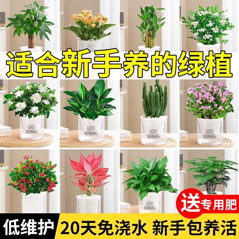 适合新手养的花净化室内植物发财树绿萝多肉吸甲醛好养室内盆栽