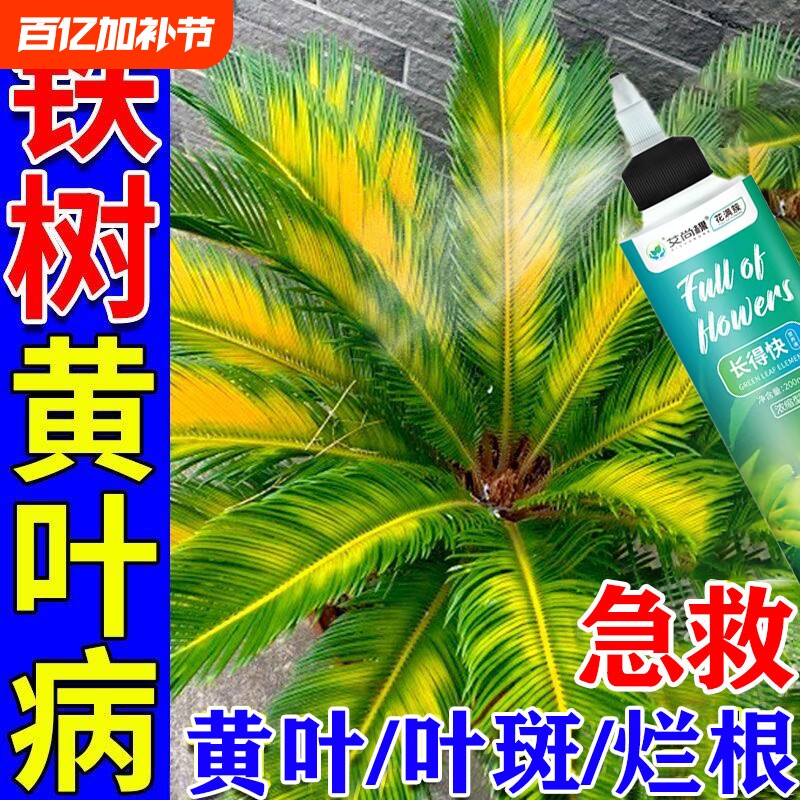 铁树专用肥料叶子发黄烂根促发芽助复活液硫酸亚铁营养液黄叶缓释