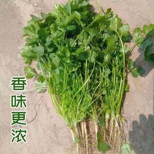 小叶香菜种子农家本地土香菜香味浓庭院阳台盆栽播种子子老品种