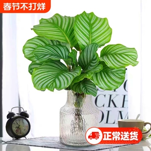 青苹果竹芋盆栽水培植物客厅孔雀竹芋办公室内桌面四季好养绿植