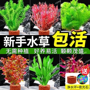 水草鱼缸专用水培植物造景摆件蜈蚣草增氧阴性净化水绿菊九冠绿植