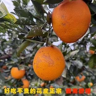 正宗赣南脐橙江西9斤榨汁丑橙子18.5斤花皮果10当季 新鲜水果20