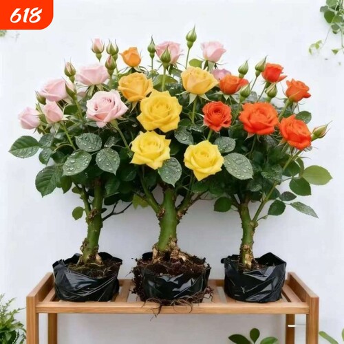 云南四季开花玫瑰老桩浓香型月季花花苗花卉室内外耐寒好养活大花