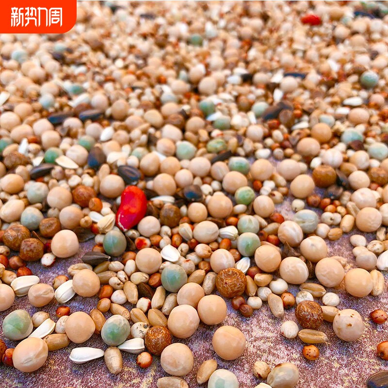 包邮5斤装鸽子粮无玉米幼鸽饲料 鸟食信鸽观赏鸽肉鸽粮赛鸽粮幼鸽