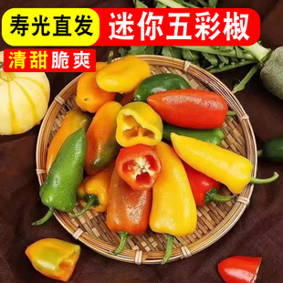 水果椒新鲜现摘五彩甜椒水果辣椒彩椒果蔬