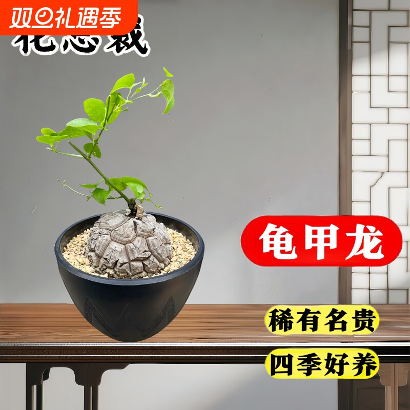 南非龟甲龙植物种子球根块多肉高端稀有盆景盆栽绿植花卉室内桌面