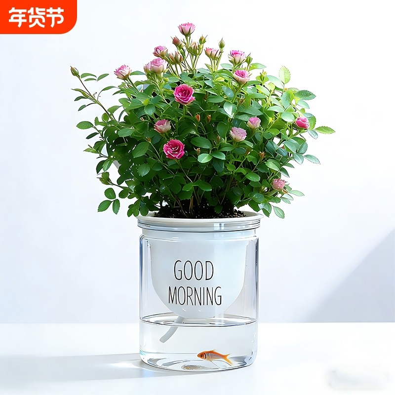 迷你超微姬月季带花苞水培须惠姬乙女室内好养浓香花卉盆栽绿植物,鲜花速递/花卉仿真/绿植园艺,月季/蔷薇/玫瑰,淘宝优惠券,粉丝福利购,淘宝优惠卷