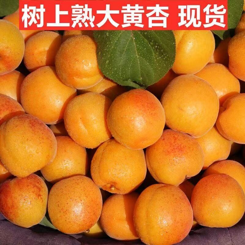 【新鲜应季】头茬大黄杏杏子当季新鲜水果孕妇金太阳杏子