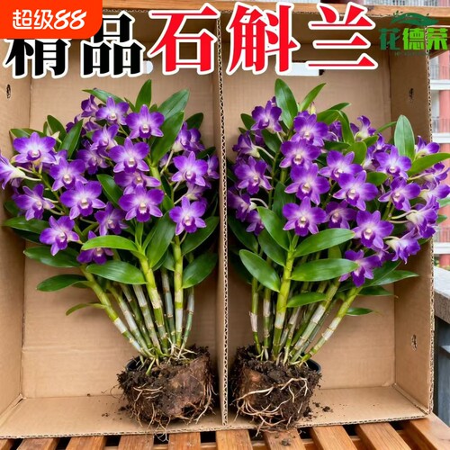 七彩石斛兰盆栽带花香水带花苞客厅绿植摆件鲜花水培植物开花大花