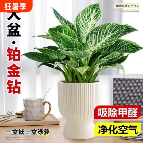 铂金钻水培植物室内好养大叶金钻绿公主盆栽带花苞蔓绿绒花卉绿植
