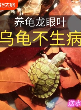 龙眼叶养龟预防腐皮红色南美缸造景躲避草乌龟专用叶大片水质大型