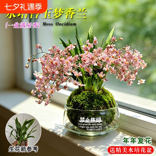 梦香水文心兰花苗|超2000次加购