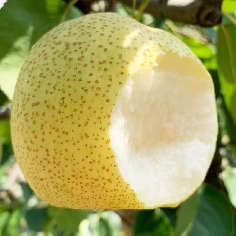 正宗安徽砀山酥梨应当季水果梨子多汁汤山雪梨产地直发新鲜甜梨子