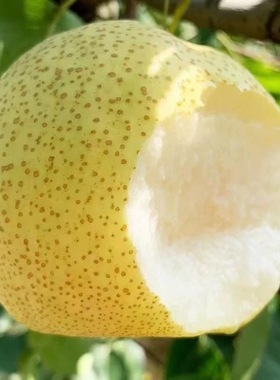 正宗安徽砀山酥梨应当季水果梨子多汁汤山雪梨产地直发新鲜甜梨子