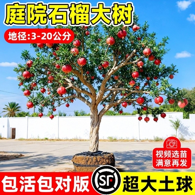 特大石榴树树苗突尼斯软籽无籽蒙阳红石榴盆栽庭院带土果苗水果树
