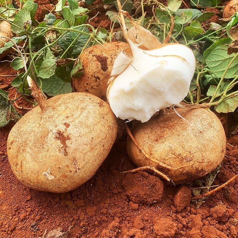 现挖水果凉薯新鲜即食农家自种白地瓜红豆薯蔬菜整箱土瓜小番薯沙