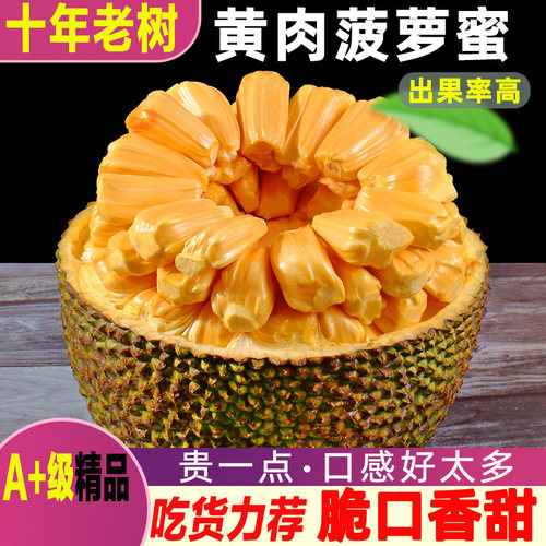 海南黄肉菠萝蜜当季新鲜