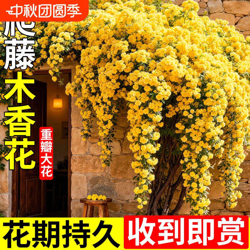 黄木香花苗爬藤四季老桩苗图片
